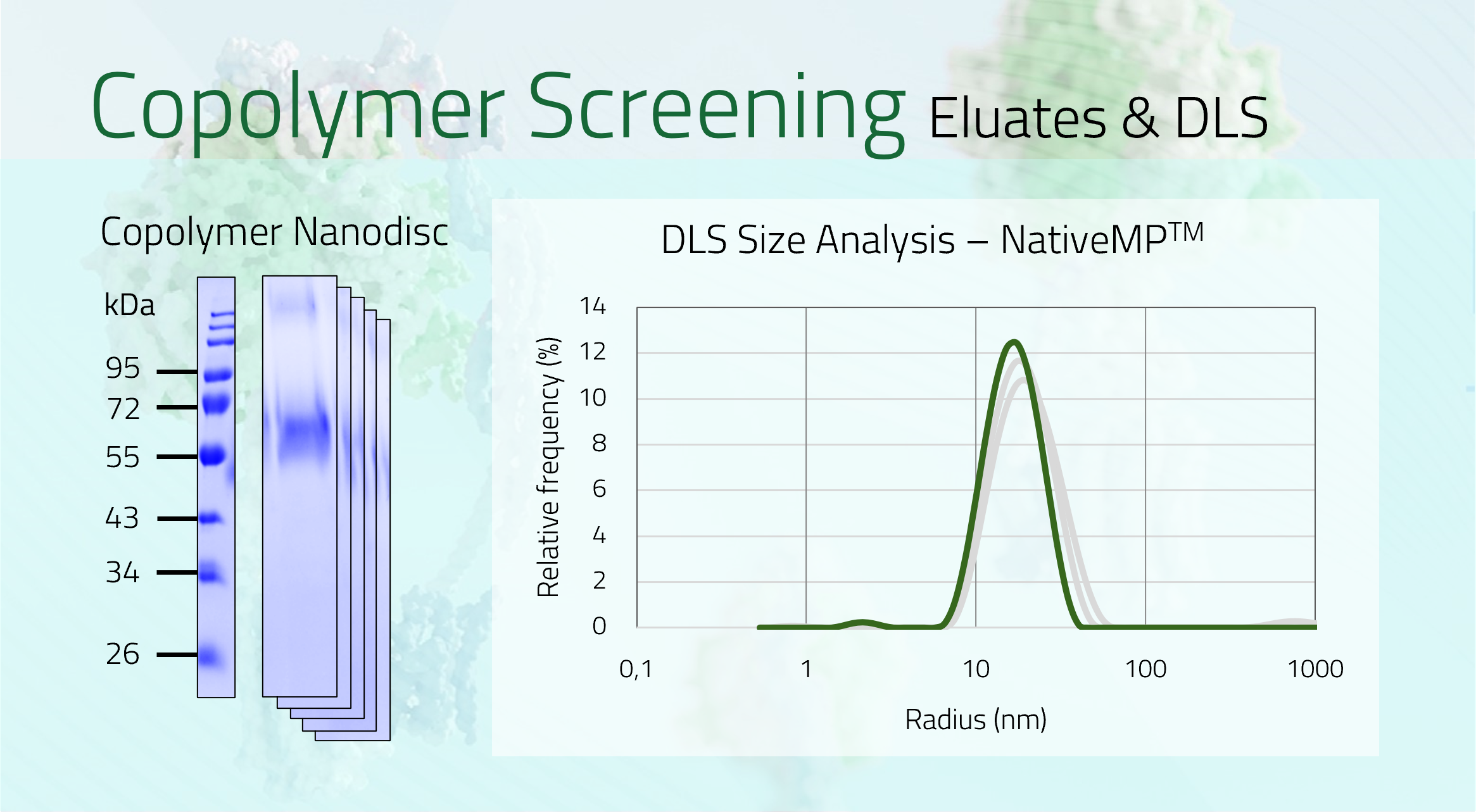 SLC2A1 Eluate + DLS